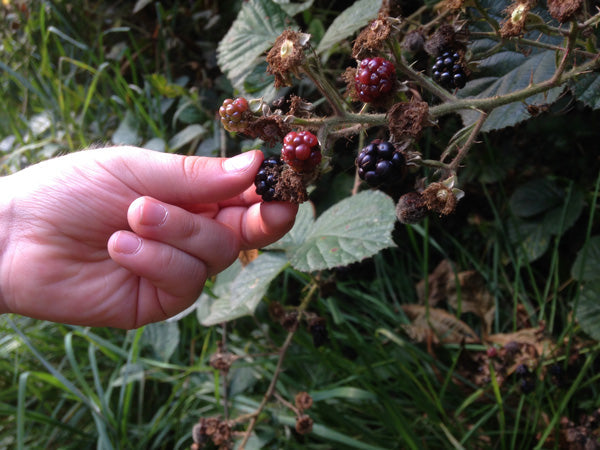Little Explorers: Foraging for Blackberry Playdough