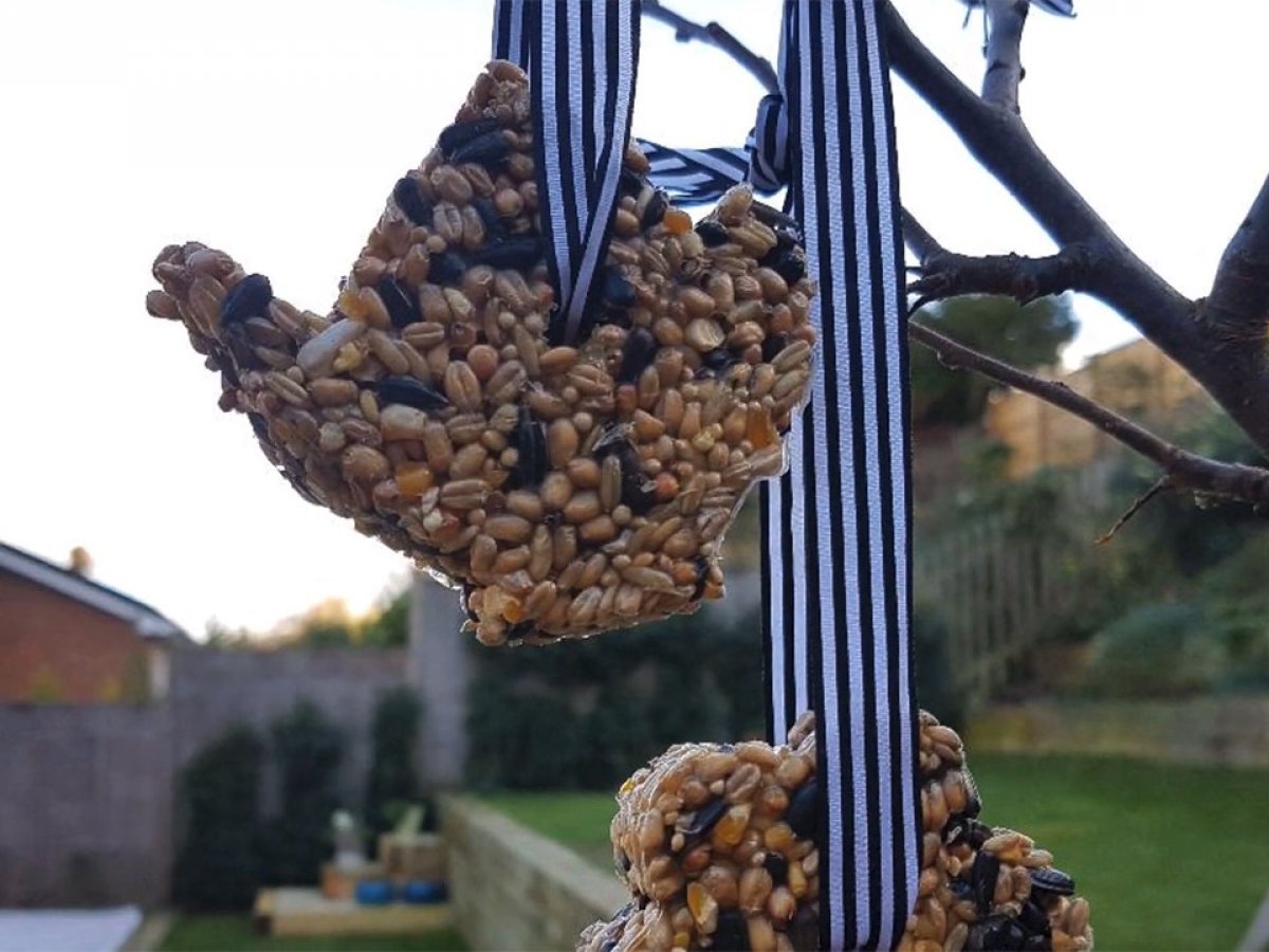 Little Explorers: Bird Feeders