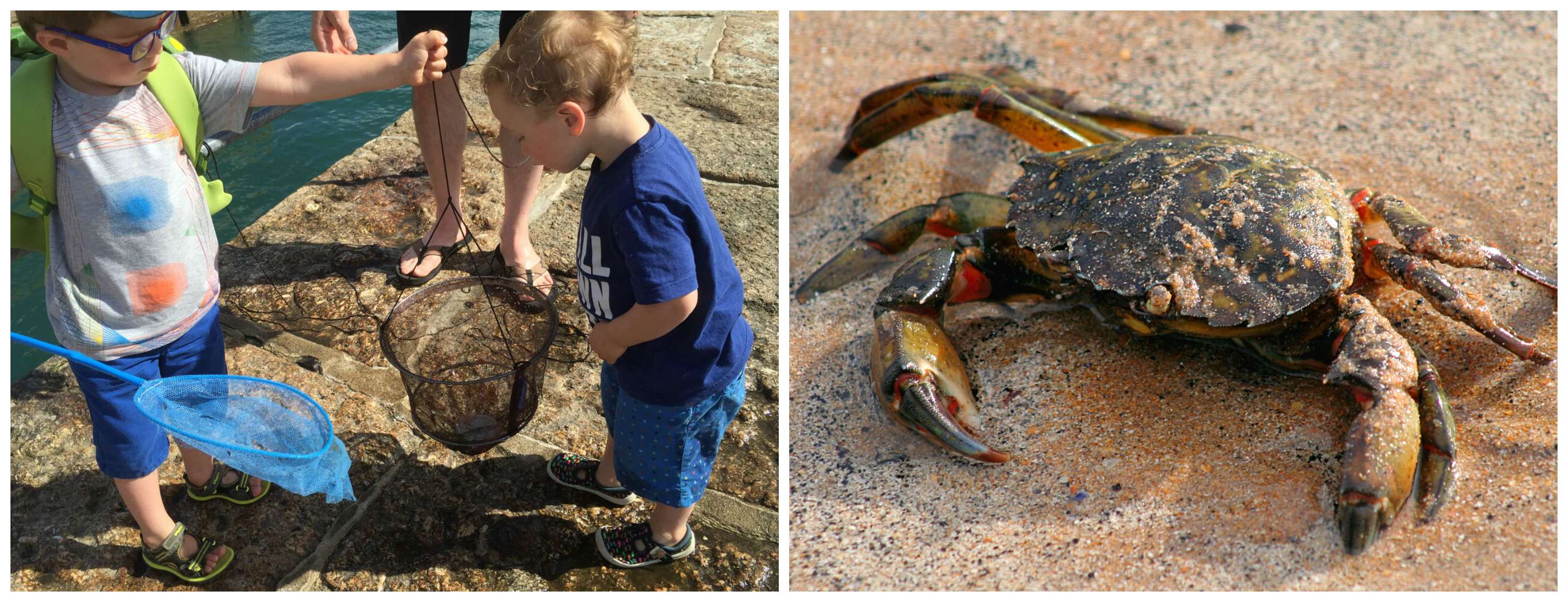 Little Explorers: Go Crabbing| LittleLife